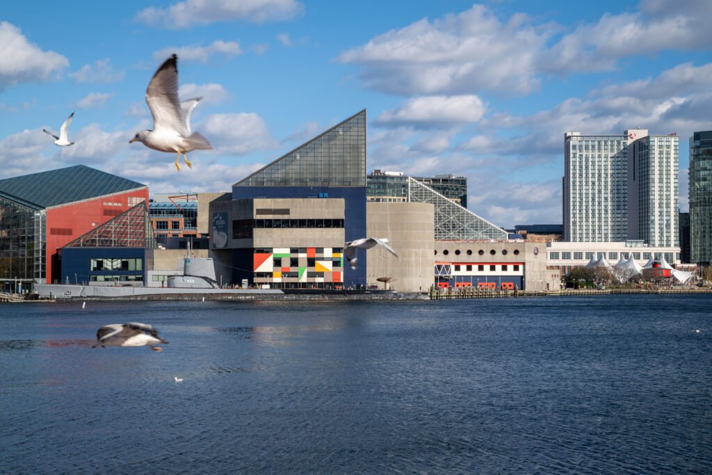 Seagulls flying by in front of the National Aquarium